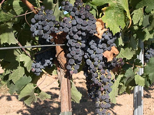 Merlot – król łagodnych czerwonych win